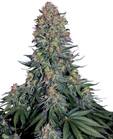 Sensi Seeds Blue Skunk