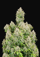 420 Fast Buds Cinderella Auto