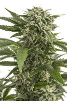 Dinafem Bubba Kush Auto