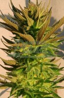Kannabia B. Lee Auto