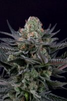 Paradise Seeds Caramba