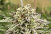 Kannabia Break-up Cake Auto