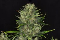 Kannabia Dosidos Auto