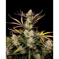 420 Fast Buds Apple Strudel Auto