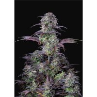 420 Fast Buds Blueberry Auto