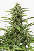 Dinafem Critical+ Auto