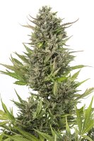 Dinafem Critical+ Auto CBD