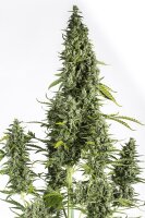 Dinafem Cheese Auto