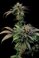 Dinafem Blue Widow