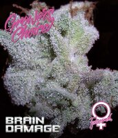Growers Choice Braindamage Auto