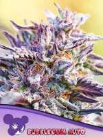 Anesia Seeds Auto Bubblegum