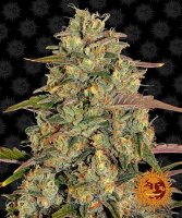 Barneys Farm Amnesia Lemon