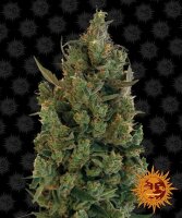 Barneys Farm Blue Cheese