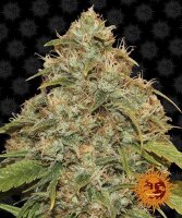 Barneys Farm CBD Lemon Potion Auto