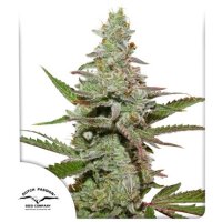 Dutch Passion Amsterdam Amnesia