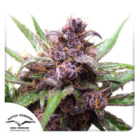 Dutch Passion Auto Blueberry