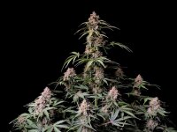420 Fast Buds Amnesia Zkittlez Auto
