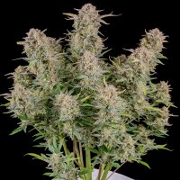 420 Fast Buds Bruce Banner Auto
