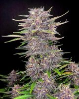 420 Fast Buds Banana Purple Punch Auto