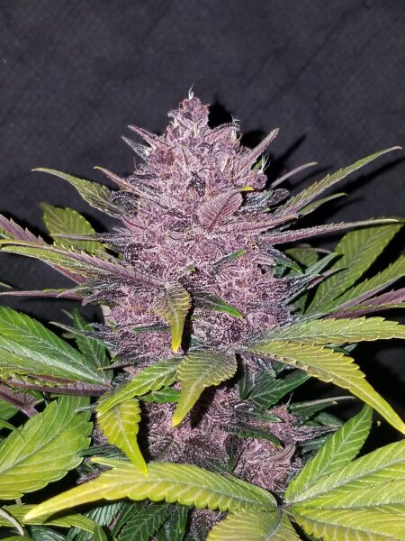420 Fast Buds Blackberry Auto