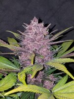 420 Fast Buds Blackberry Auto