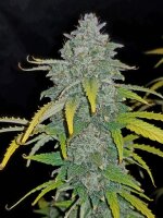 420 Fast Buds Blue Dream Auto