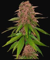 420 Fast Buds C4 Auto