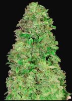 420 Fast Buds CBD Auto 20:1