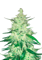 420 Fast Buds CBD Auto 1:1 (CBD Crack)