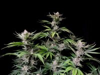 420 Fast Buds Cherry Cola Auto