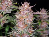 420 Fast Buds Gorilla Punch Auto