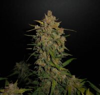 420 Fast Buds Lemon AK Auto