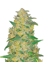 420 Fast Buds AK Auto