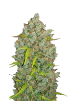 420 Fast Buds Bubblegum Auto