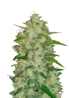 420 Fast Buds Chemdawg Auto