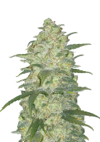420 Fast Buds White Widow Auto