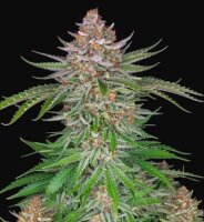 420 Fast Buds Strawberry Pie Auto