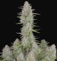 420 Fast Buds Wedding Cheesecake Auto