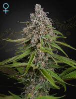 Green House Seeds CBD Deep Candy