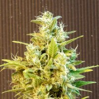 Kannabia CBG Auto