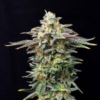 Kannabia Cherry Dream