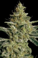 Paradise Seeds Allkush