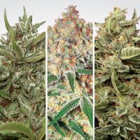 Paradise Seeds Auto Collection Pack #1