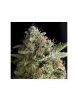 Pyramid Seeds American Pie