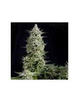 Pyramid Seeds Amnesia Gold