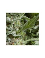 Pyramid Seeds Auto Alpujarrena