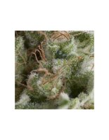 Pyramid Seeds Auto American Pie