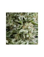 Pyramid Seeds Auto Amnesia Gold