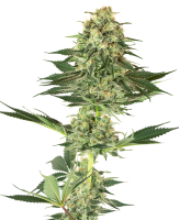 White Label Banana Kush