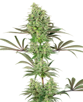 White Label Double Banana Kush